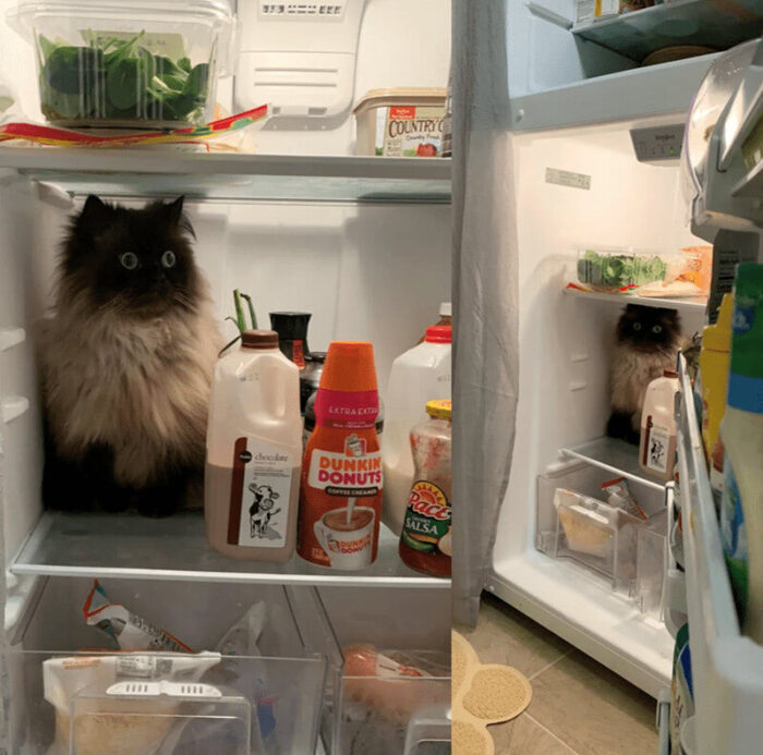 Playful cat inside a refrigerator among food, sauces, and household kitchen items.