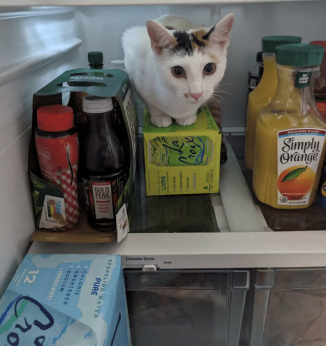 Playful white cat among beverages inside a refrigerator.