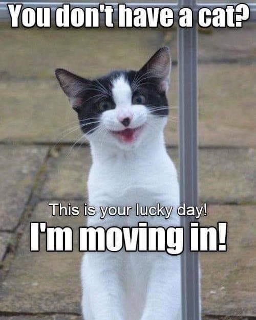 Cute playful cat with black and white fur, eager to move in, cheerful outdoor setting.