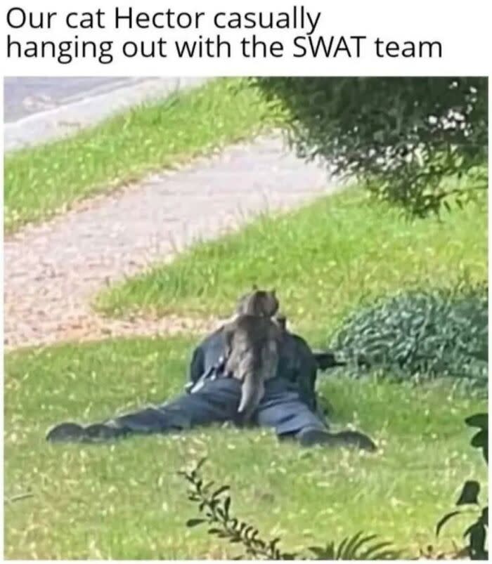 Playful gray cat resting on a relaxed SWAT officer lying on green outdoor grass.