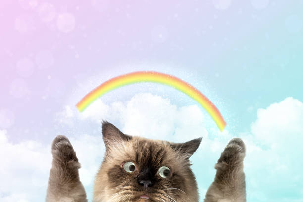 Cute Himalayan cat with big eyes, playful pose, rainbow, clouds, and pastel background.