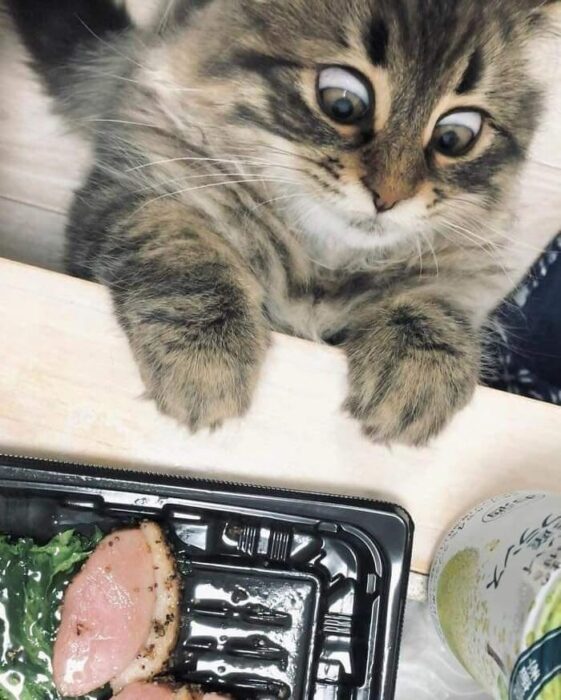 Curious fluffy tabby cat watches delicious cooked meat on a table with anticipation.