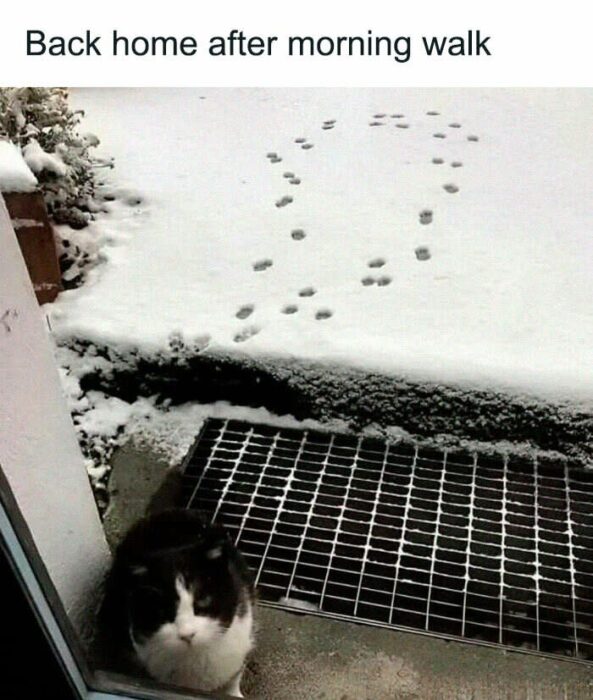 Black and white cat returns home after exploring fresh snow on a winter morning.