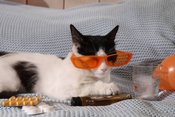 Funny white and black cat wearing sunglasses with party props and medications, celebrating relaxed feline fun.
