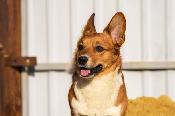 Playful Corgi dog with bright eyes in rustic outdoor rural setting.