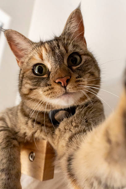 Curious tabby cat reaching for camera with playful, expressive eyes in warm home environment.
