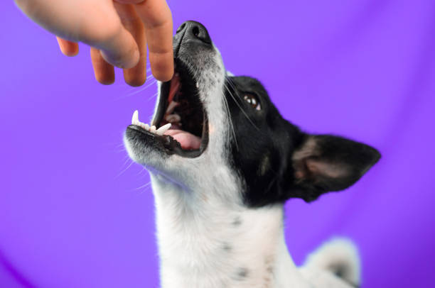 Joyful small dog playfully interacting with a human hand against a vibrant purple background.