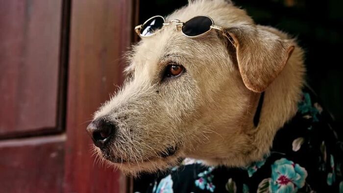 Playful dog wearing sunglasses and floral shirt outdoors against wooden background.