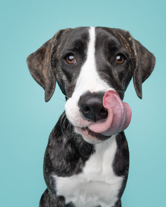 Playful brindle dog licking tongue with expressive eyes on blue background.