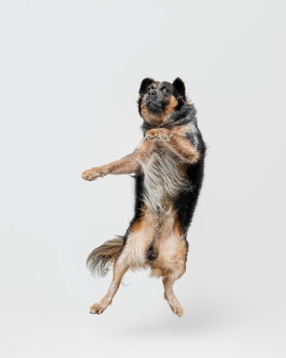 Happy dog jumping mid-air, playful, energetic, fluffy coat, expressive eyes, and joyful movement.