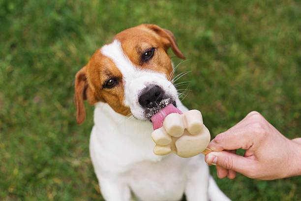 Playful dog licking paw-shaped toy outdoors in sunny, grassy garden with owner.