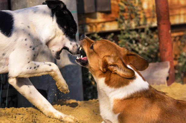 Two playful dogs enjoying backyard sand play, energetic fun, and outdoor companionship.