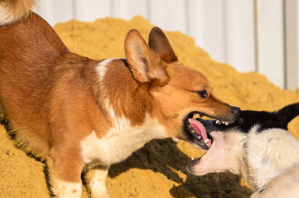 Two playful dogs, a corgi and a black-and-white dog, enjoying outdoor sand playtime.