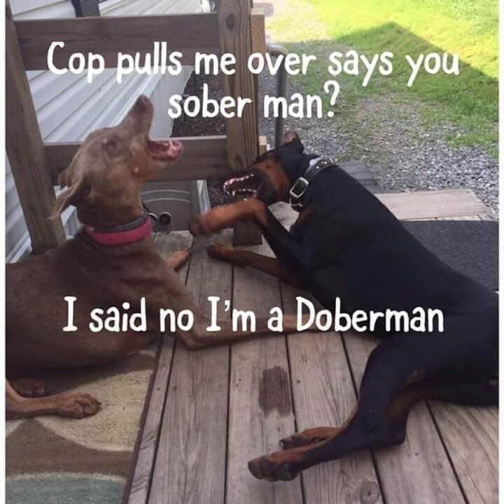 Two playful dogs sharing a humorous pun on a wooden deck outdoor scene.