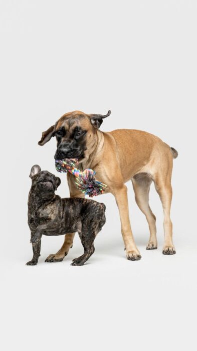 Playful Bullmastiff and French Bulldog tugging colorful rope toy, showing joyful companionship.