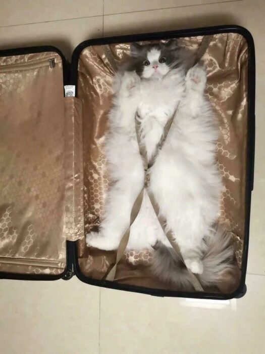Playful fluffy cat resting in an open suitcase on a light floor.