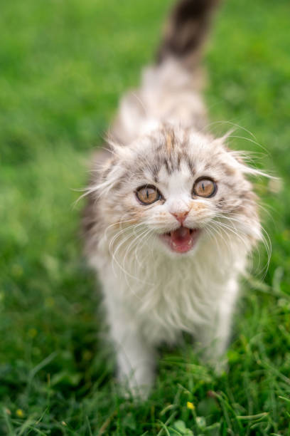 Playful fluffy cat with amber eyes and expressive face on vibrant green lawn.