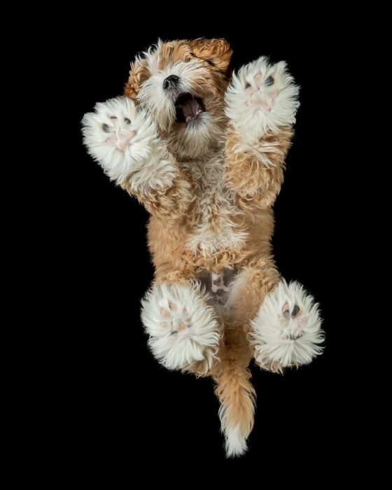 Playful golden-brown dog with fluffy fur lying on back against black background.