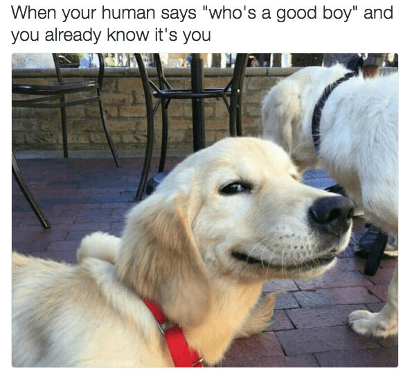 Playful golden retrievers at outdoor café with humorous caption about being a good boy.