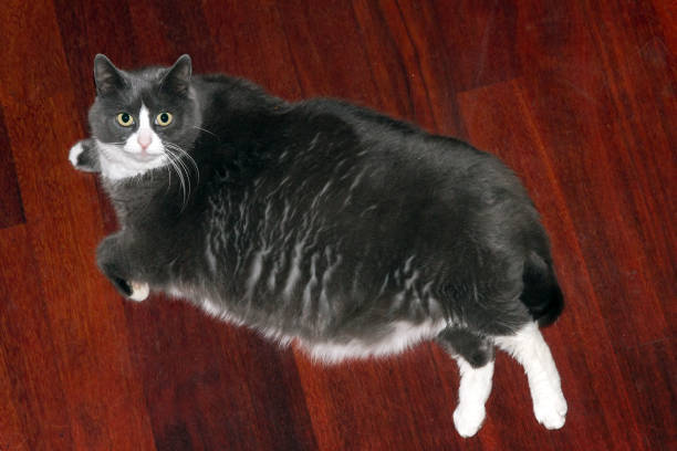 Relaxed gray and white cat lounging on shiny wooden floor, with bright yellow-green eyes and plush fur.