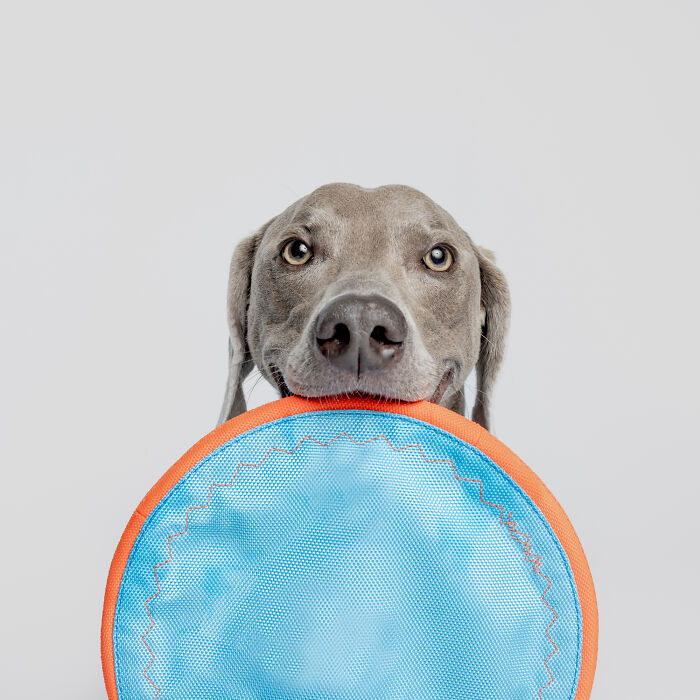 Playful gray dog holding blue frisbee, joyful outdoor pet activity and exercise.