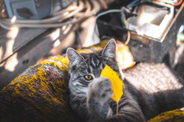 Cute gray tabby cat playing with yellow leaf on cozy blanket indoors.