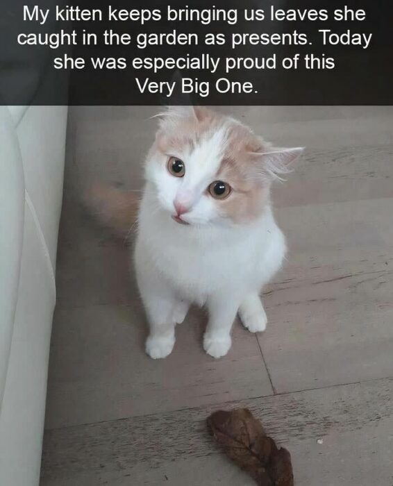 Cute playful kitten holding a large brown leaf gift indoors on wooden floor.