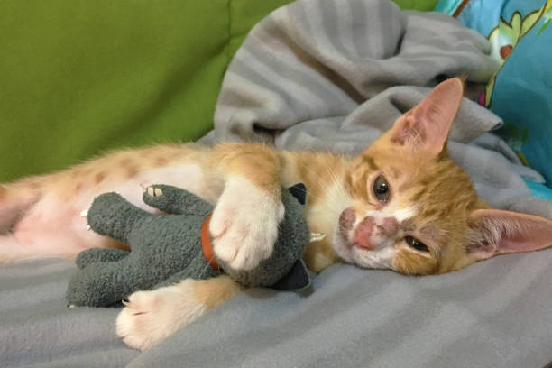 Adorable orange kitten with plush toy relaxing on cozy gray blanket.
