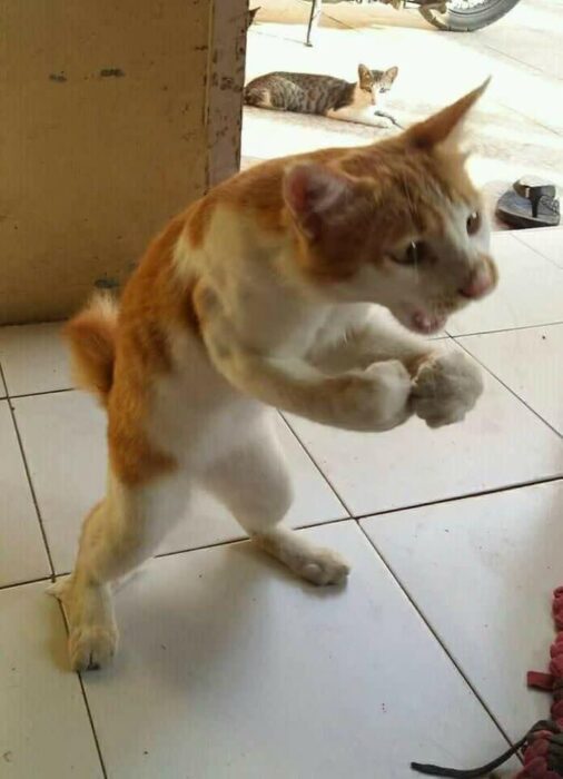 Energetic orange and white cat striking a playful martial arts pose indoors.