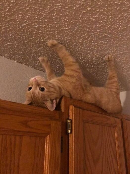 Playful orange tabby cat upside down perched on tall wooden cabinet indoors.