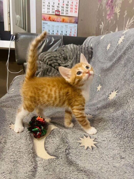 Cute orange tabby kitten playing with colorful toy on cozy celestial-patterned blanket.
