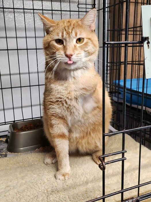 Playful orange tabby cat with striped fur in a cage at animal shelter.
