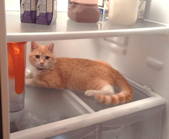 Playful orange tabby cat relaxing inside a refrigerator among kitchen items.