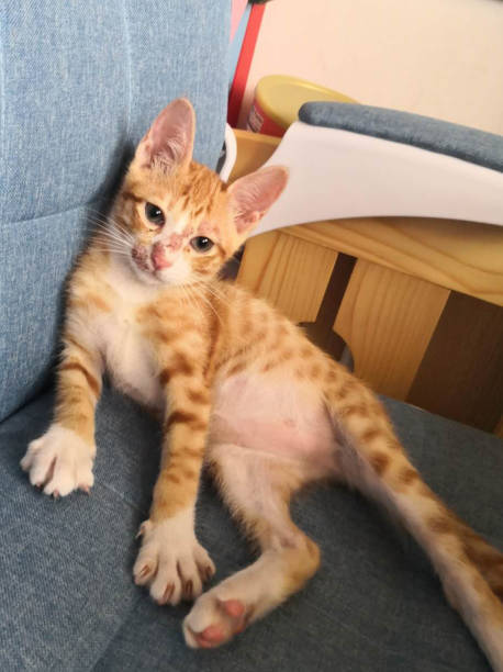 Cute ginger kitten relaxing on blue chair with playful expression and colorful toys in background.
