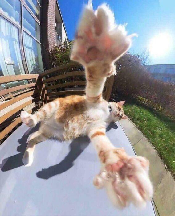 Playful orange and white cat lounging on table with paws reaching toward camera under sunny sky.