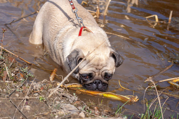Playful pug dog exploring muddy water with stick outdoors in nature.
