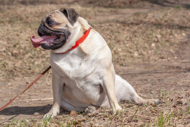 Playful tan pug wearing a red collar on outdoor walk in sunny park.
