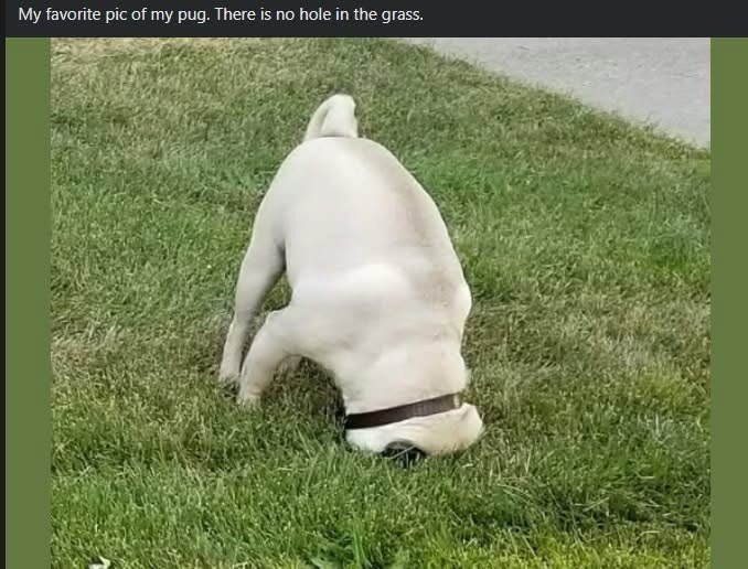 Playful fawn pug digging in grass, backyard scene, adorable pet exploring outdoors.