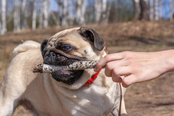 Playful pug dog with stick playing outdoors in natural woodland scene.