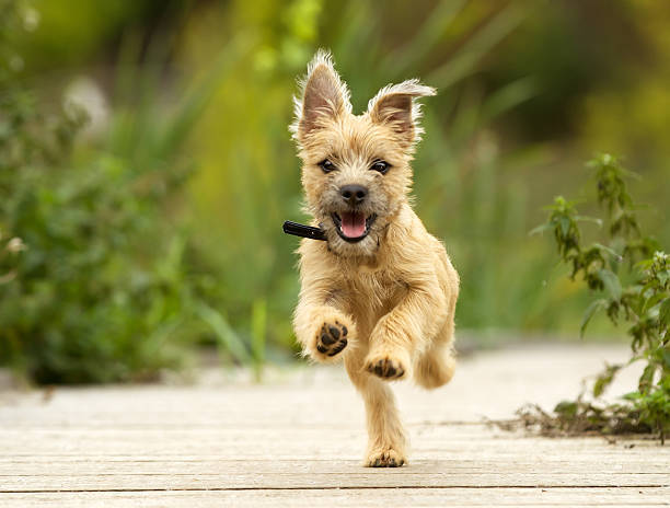 Cute golden retriever puppy running outdoors on wooden path in lush nature.