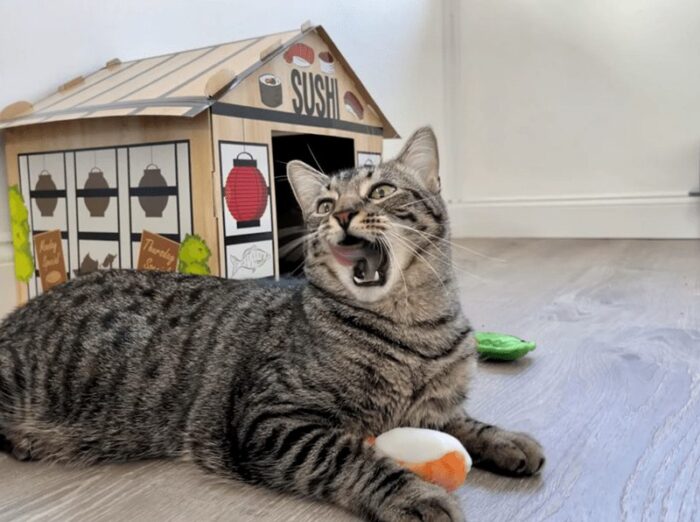 Playful tabby cat playing with sushi-themed toys in front of a colorful sushi restaurant playhouse.