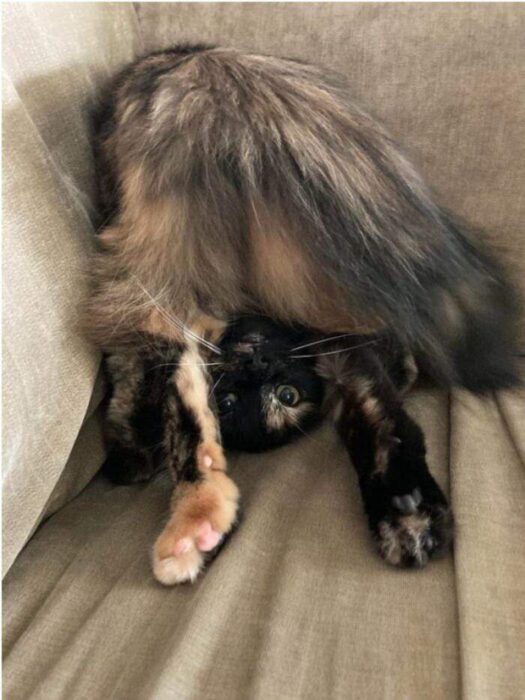 Playful tortoiseshell cat doing a funny yoga pose on the sofa.