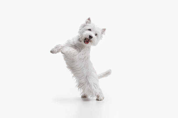 Joyful West Highland White Terrier puppy showing playful, energetic pose against a white background.