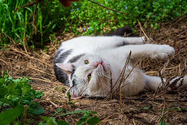 Playful white cat with green eyes relaxing outdoors in lush green garden.