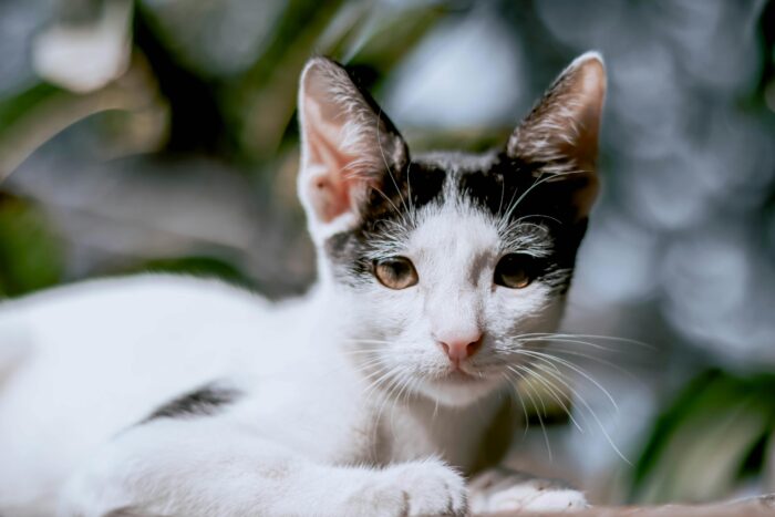 Cute white and black cat relaxing outdoors with lush greenery and soft, natural lighting.