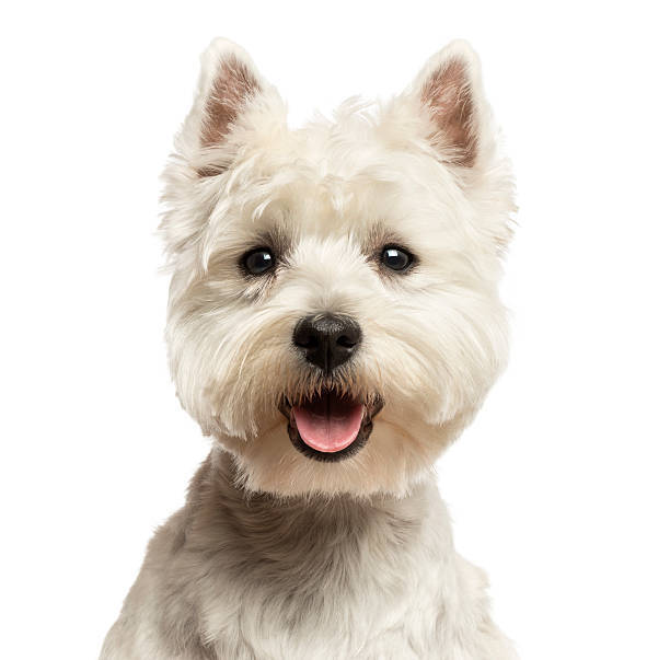 Adorable white West Highland Terrier with fluffy fur, bright eyes, and a joyful smile.