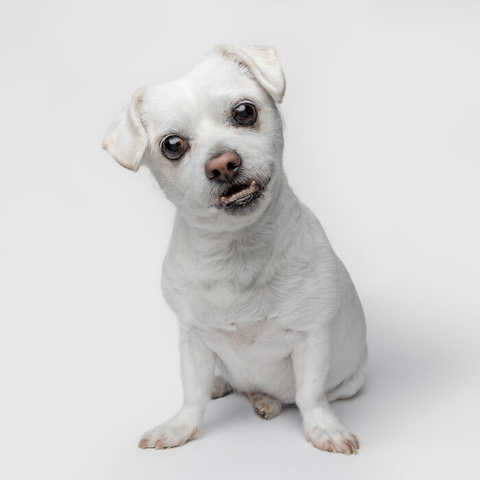 Playful small white dog with fluffy fur sitting against a clean white background.