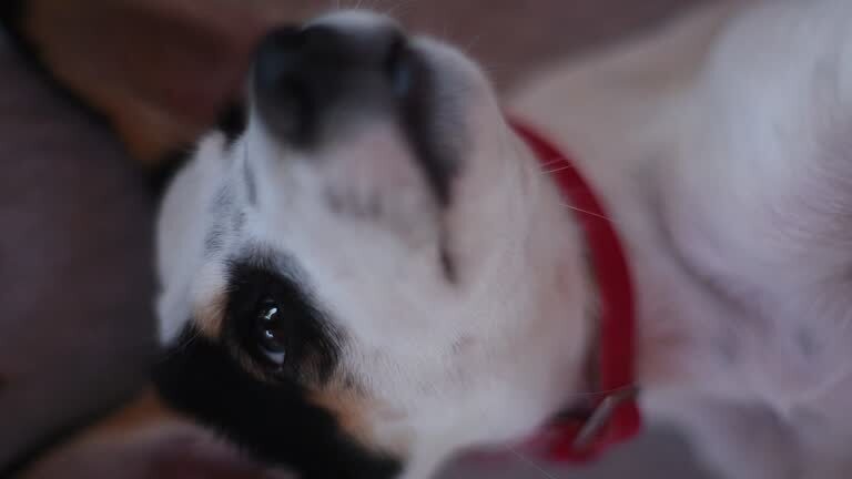 Cute small dog with black and white fur, playful expression, and red collar.