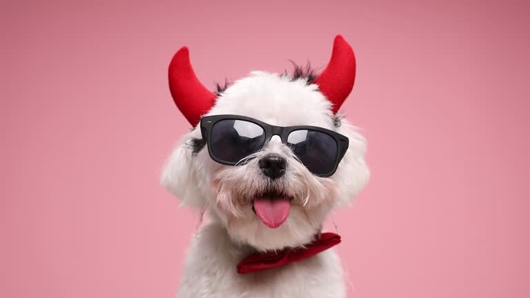 Cute white dog with red devil horns, sunglasses, bowtie, playful and charming pet photo.