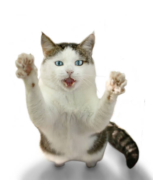 Adorable white and gray tabby cat with blue eyes, playful pose, and curious expression.